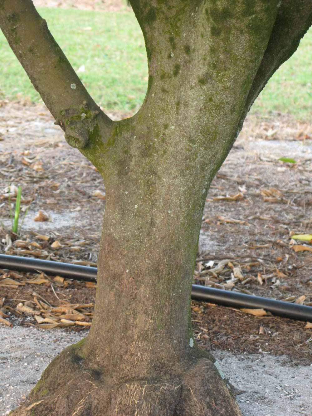              Bark (Winter Haven, FL)       